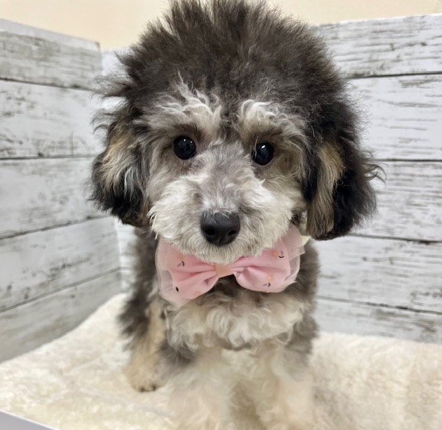 トイ・プードル｜ペット検索｜ペット大好き！